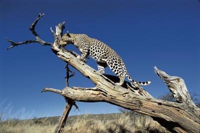 Leopardo Viaggi Over 55