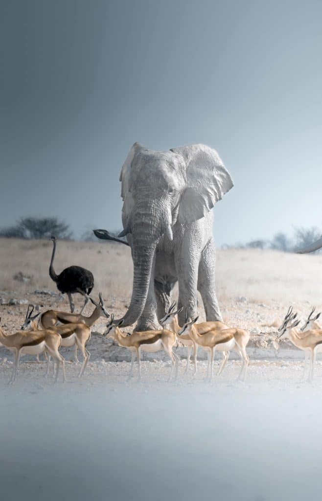 Etosha Elefante