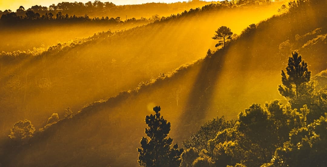 Garden route sudafrica Foresta con colori autunnali