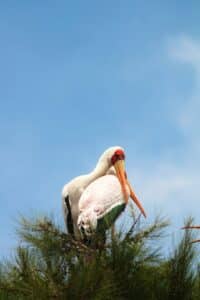 A large bird with a long beak sitting on top of a tree