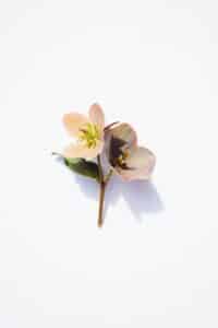 Delicate flowers with a light shadow on white.