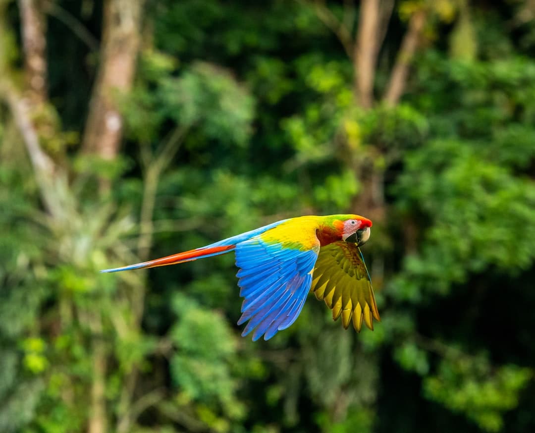 Pappagallo Ara Macao in volo – Esperienze in Costa Rica con Viaggi Over 55 Ara Macao in volo nel Parco Nazionale Corcovado in Costa Rica – Viaggi Over 55