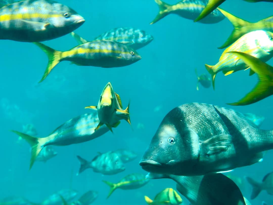 Photo by Sean Cotton group of fish with sunlight