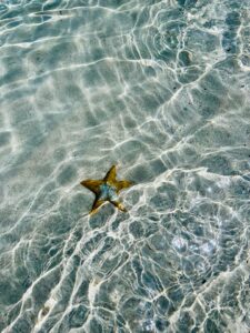 a starfish in shallow water on a sunny day