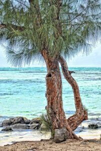 brown tree trunk near body of water during daytime