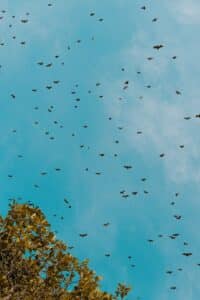 flock of birds flying under blue sky