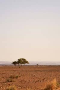 a lone giraffe standing in the middle of a desert