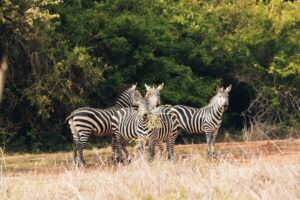 a group of zebras standing in a field with trees in the background