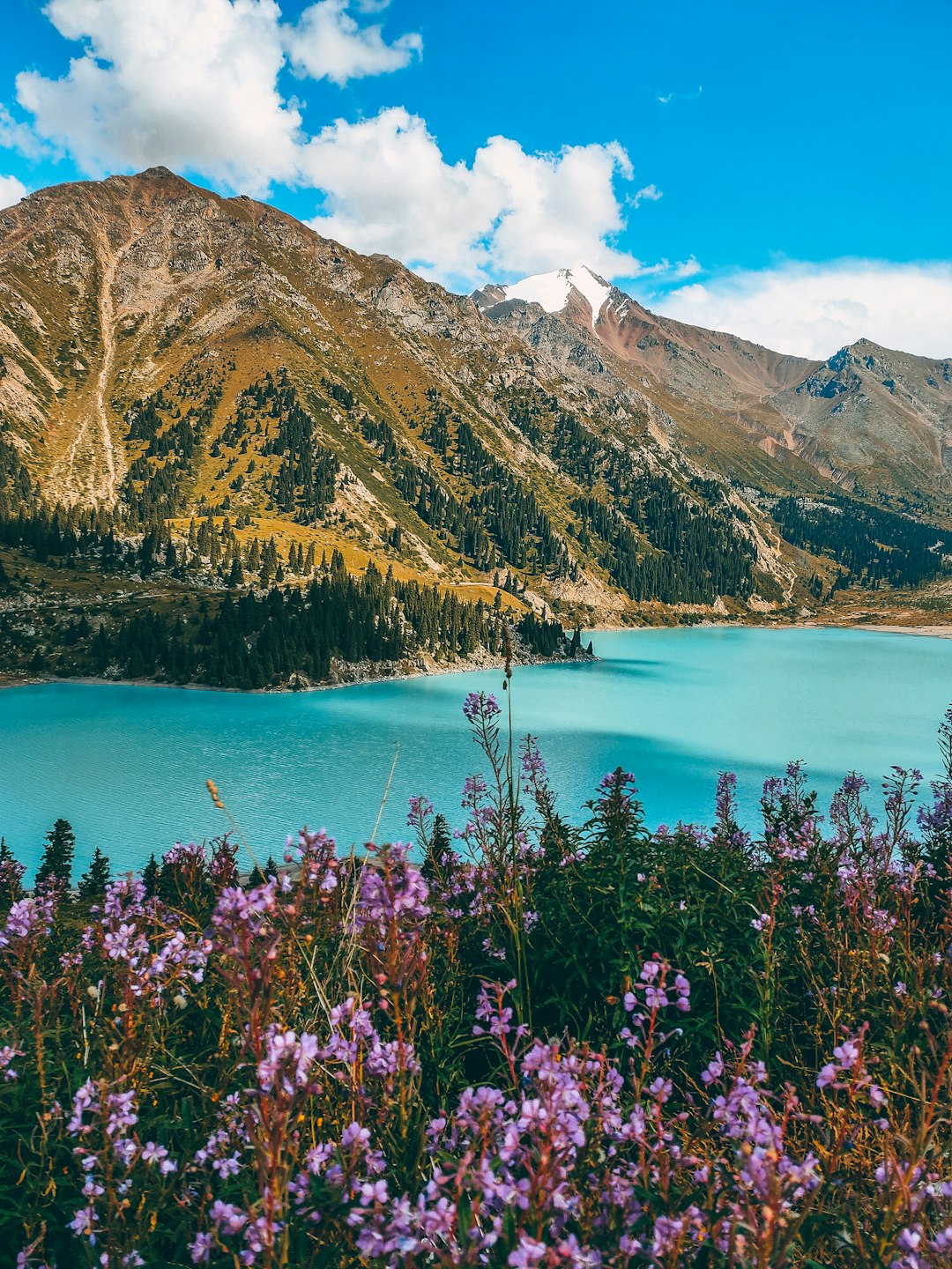 Photo by Akmaral Khudaikulova purple flowers near body of water and mountain during daytime