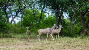 a couple of animals that are standing in the grass