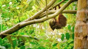 Bradipo su un ramo nella foresta tropicale del Costa Rica – fauna iconica per viaggiatori Over 55