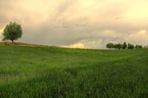 A lone tree on a grassy hill under a cloudy sky