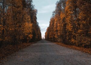 a dirt road surrounded by trees with yellow leaves