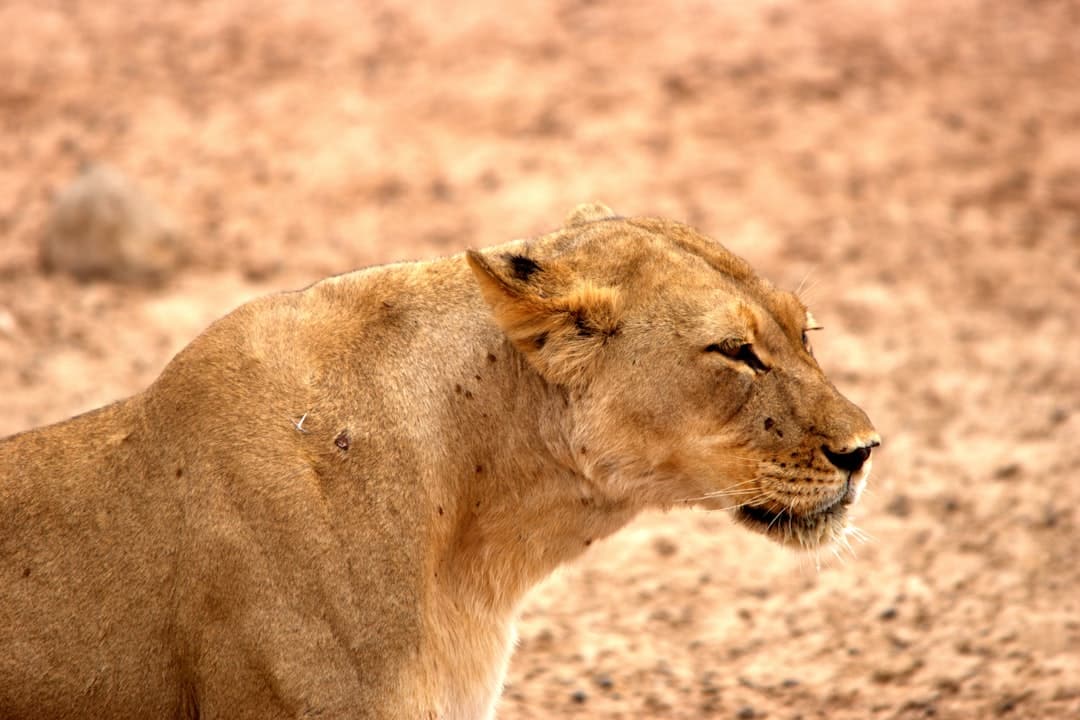 Leonessa nel Kgalagadi – Viaggi Over 55 viaggio nei parchi del Botswana-Primo piano di una leonessa nel Kgalagadi national park, safari 2025 – Viaggi Over 55