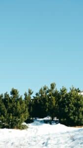 green trees under blue sky during daytime