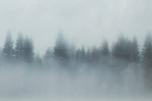 Fog shrouds a forest of tall pine trees.