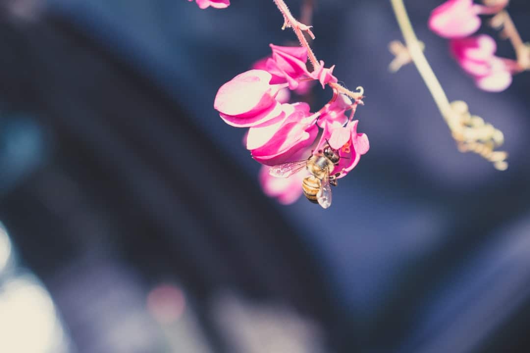 Photo by Caio Pezzo - Viaggi Over 55 shallow focus photo of yellow bee on pink flower