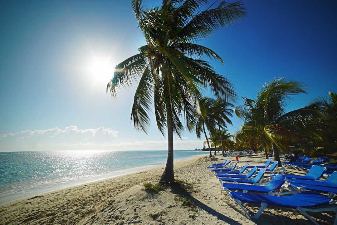 Photo by Peter Hansen green coconut tree