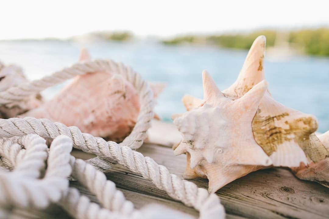 Photo by Olivia Hutcherson white and brown seashell on brown wooden table