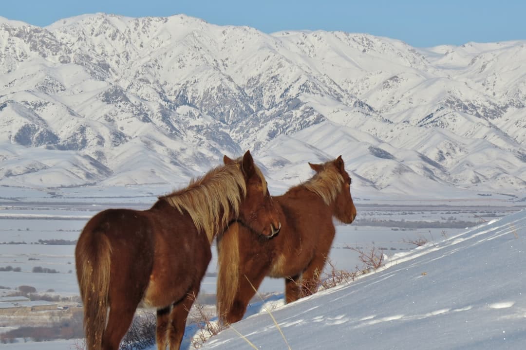 Photo by Ivan Oleynikov brown horse on snow covered ground during daytime