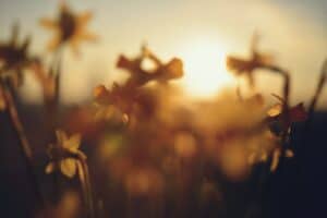 Daffodils bloom in golden sunlight.