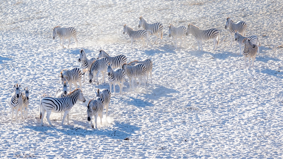 Zebre nel bianco del Makgadikgadi – Viaggi Over 55 parco nazionale in Botswana durante un viaggio – Viaggi Over 55