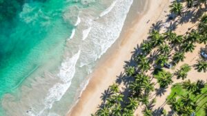 an aerial view of a beach with palm trees