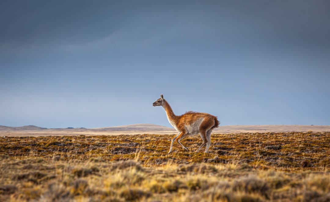 Photo by Chris Stenger brown deer on brown grass field under blue sky during daytime
