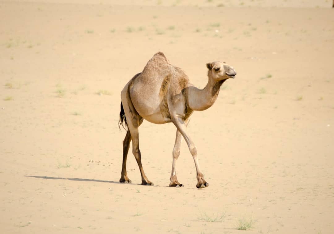 Photo by Mohamed Hashif brown camel on white sand during daytime