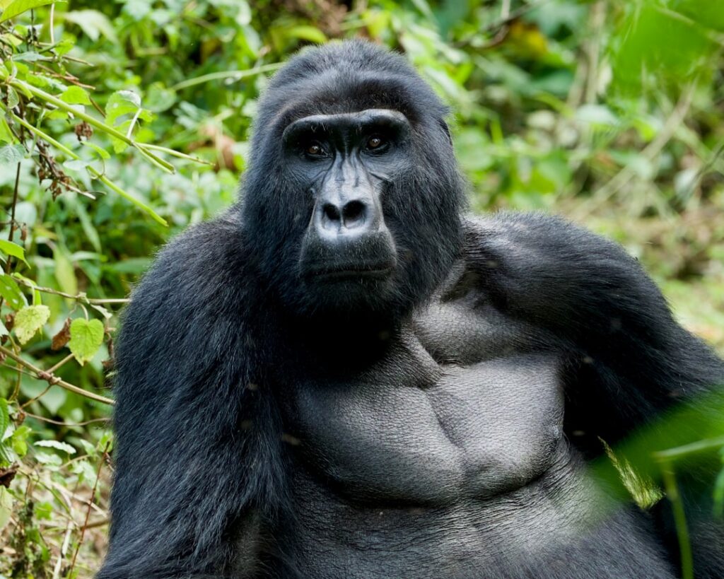 Gorilla di montagna e Nilo