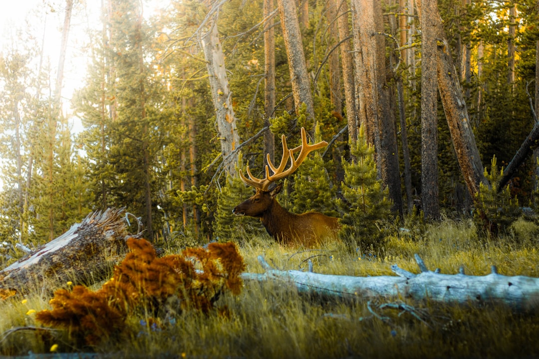 Photo by Harrison Hargrave brown deer lying on green grass field during daytime