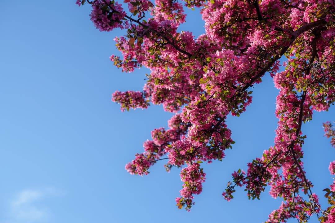 Pink blossoms bloom against a blue sky.