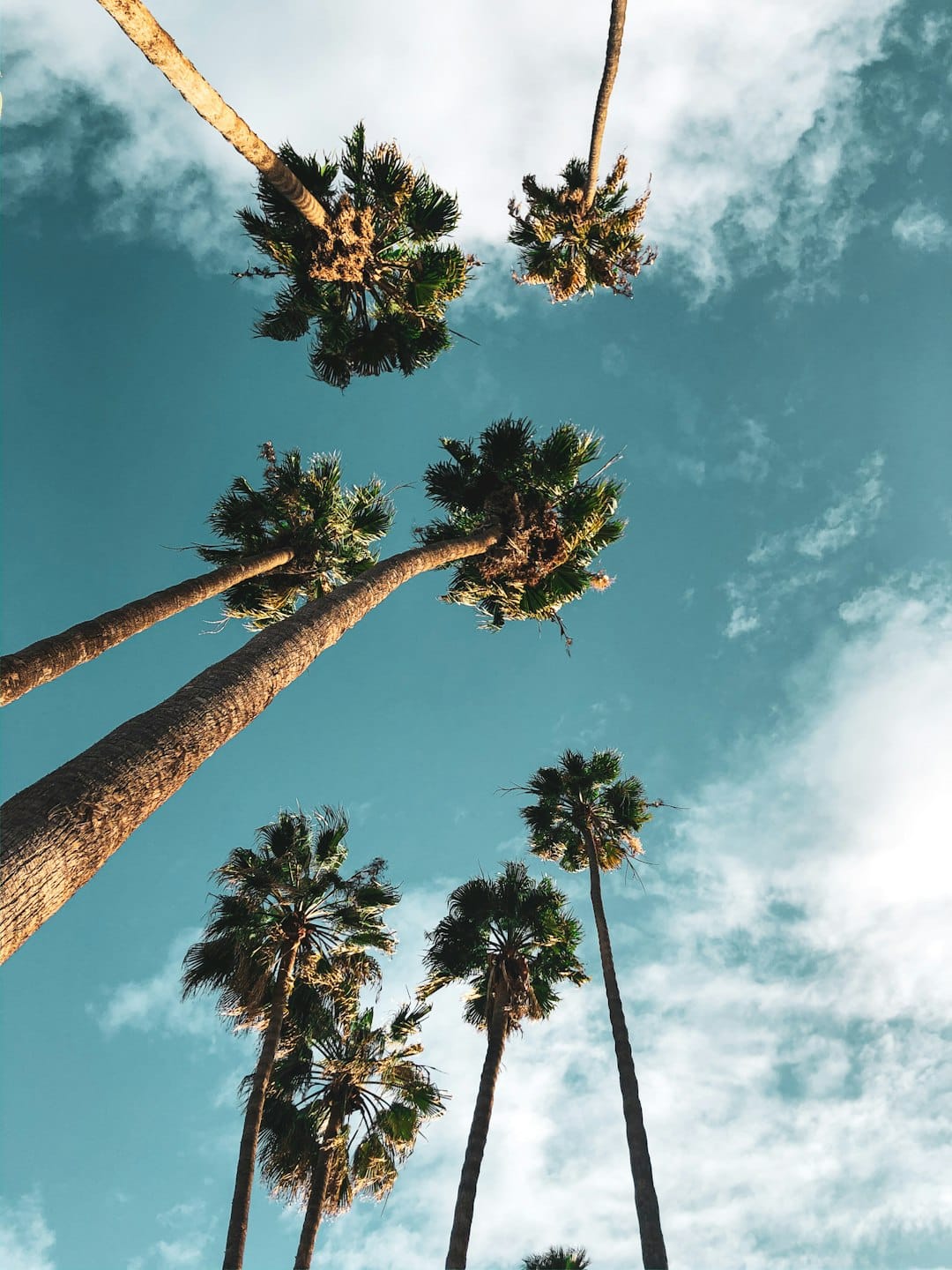Photo by Iana Andreeva green palm trees under blue sky during daytime