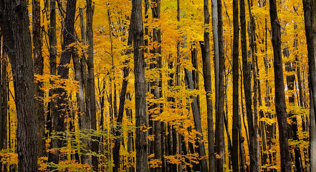 a forest filled with lots of trees covered in yellow leaves