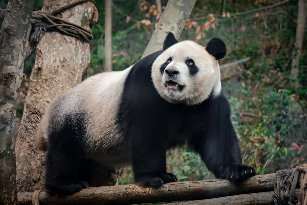 a panda bear standing on a log in a forest