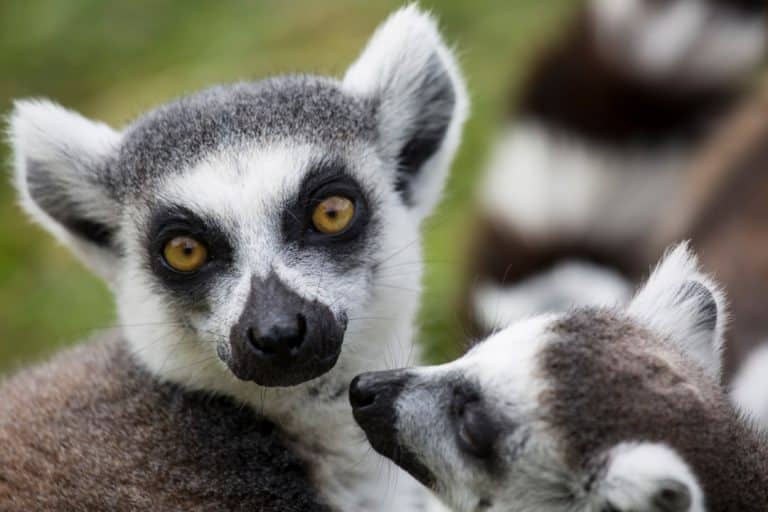 Lemuri e baobab
