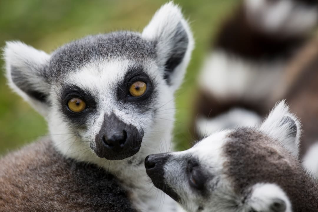 gray and gray meerkats